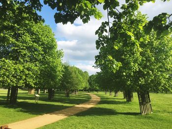 Trees in park