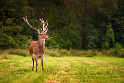 Deer standing on field