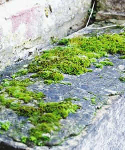 Close-up of plants