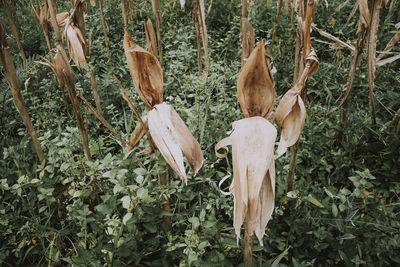 Close-up of plants hanging on tree in forest