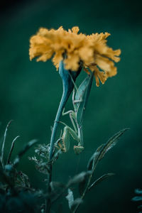 Close-up of purple flowering plant
