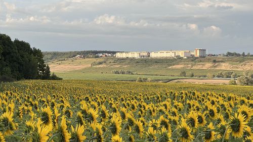 Scenic view of field against sky