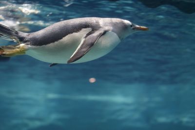 Bird swimming in sea