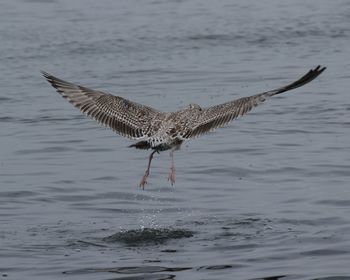 Close-up of bird in water