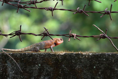 Close-up of a lizard on fence