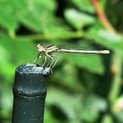 Close-up of dragonfly on wood