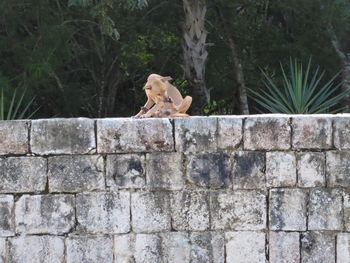 Dog on tree