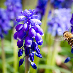 Close-up of purple flowering plant