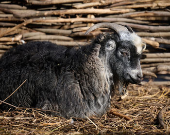 Close-up of goat