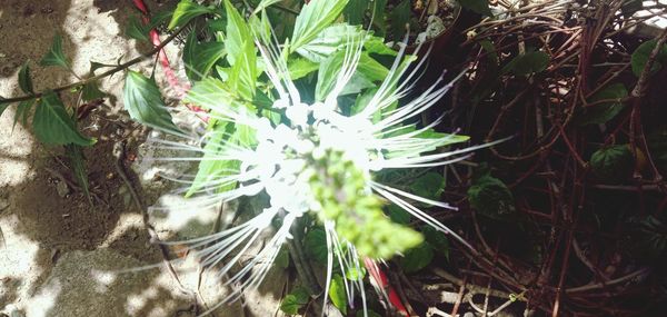 High angle view of white flowering plants