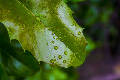 Close-up of raindrops on leaves