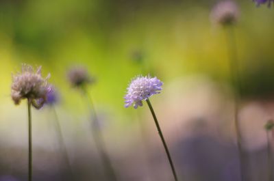Close-up of purple flower blooming outdoors