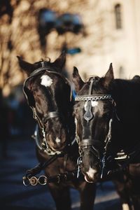 Close-up of a horse