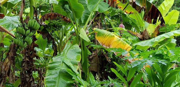 Close-up of butterfly on plant