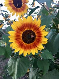 Close-up of sunflower on plant