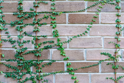 Full frame shot of ivy on wall