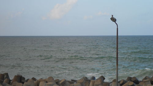 Bird perching on shore by sea against sky