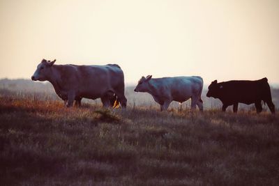 Cows on field