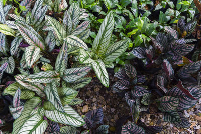 High angle view of plants growing on field