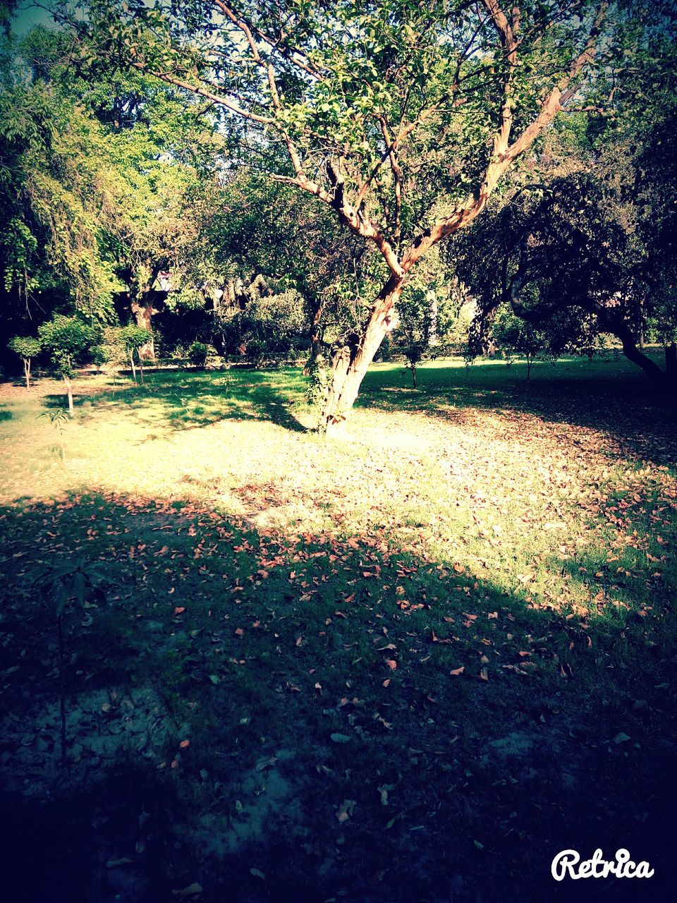 VIEW OF TREES IN WATER