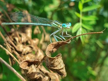 Close-up of dragonfly on plant