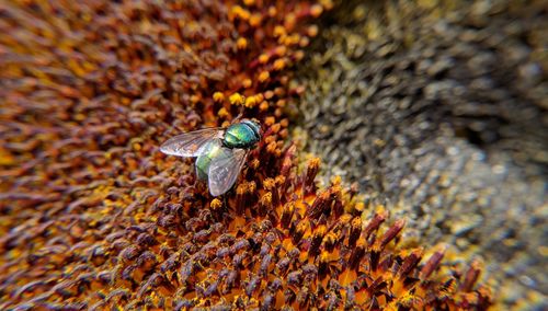 Close-up of insect