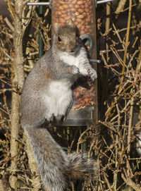 Close-up of squirrel on tree