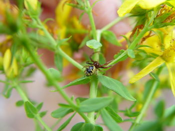 Close-up of insect on plant