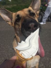 Close-up of hand holding dog