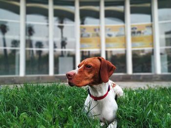 Dog looking away on grass