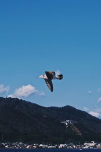 Low angle view of seagull flying in sky