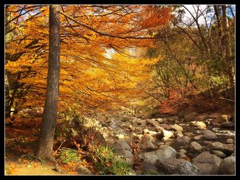 Stream flowing through forest