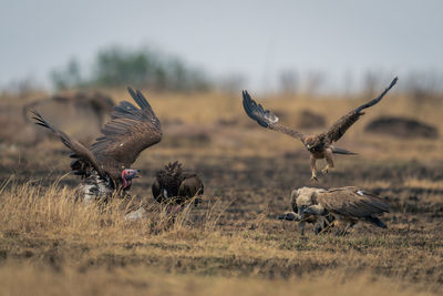 Tawny eagle