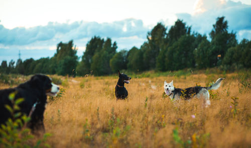 Dogs in a field