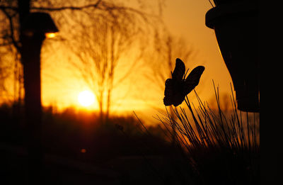 Close-up of silhouette bird by flowers against sky during sunset