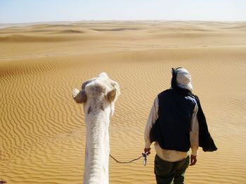 Rear view of horse on desert