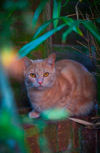 Portrait of cat on plant