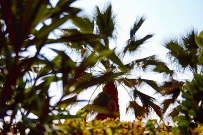Low angle view of tree