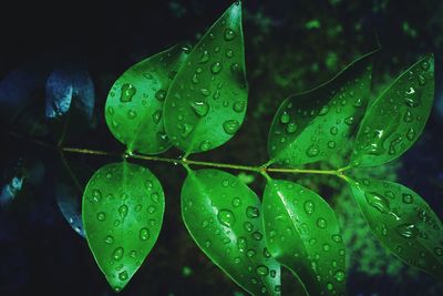 Close-up of wet plant leaves during rainy season