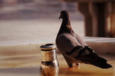 Close-up of pigeon on fountain