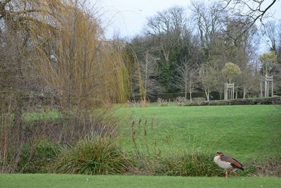 Trees on grassy field