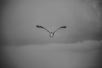 Low angle view of bird flying in sky