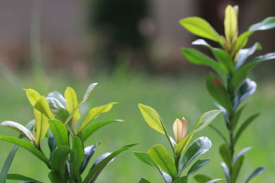 Close-up of flowering plant