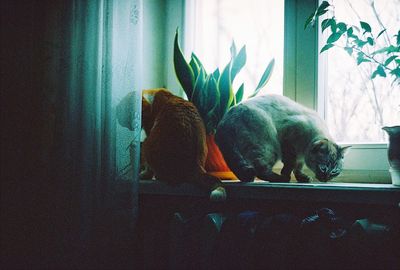 Close-up of cat on window sill at home