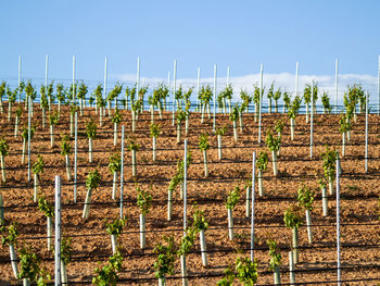 View of vineyard against sky