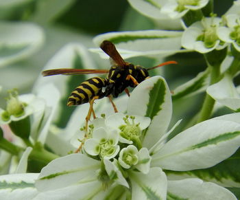 Close-up of bee on flower