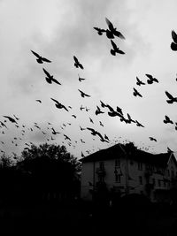 Low angle view of silhouette birds flying against sky