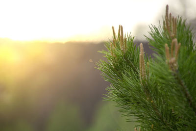 Close-up of pine tree against sky during sunset