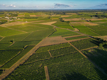 Scenic view of agricultural field