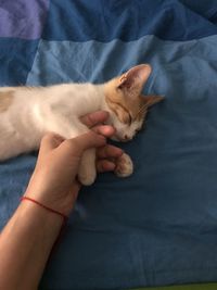 Close-up of hand holding cat relaxing on bed